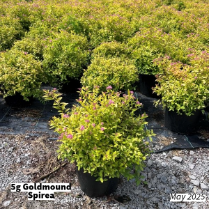 May 2025 5g Goldmound Spirea Group for Website